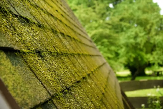 Should You De-Moss Your Shingle Roof?